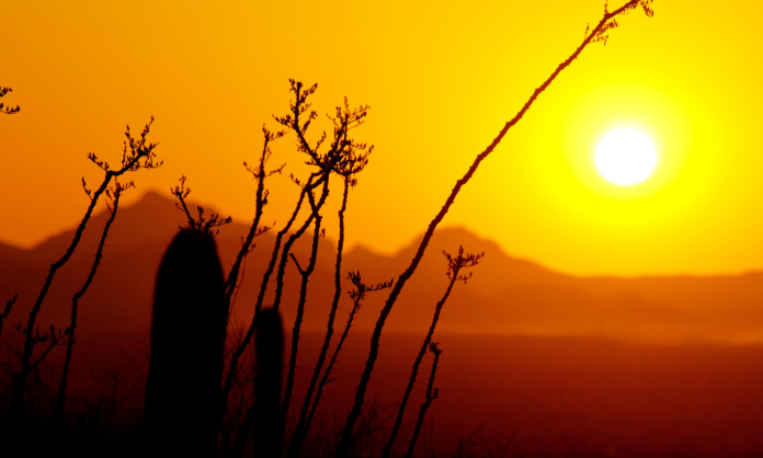 El desierto de Sonora superó los 80 grados, Según datos de la Nasa