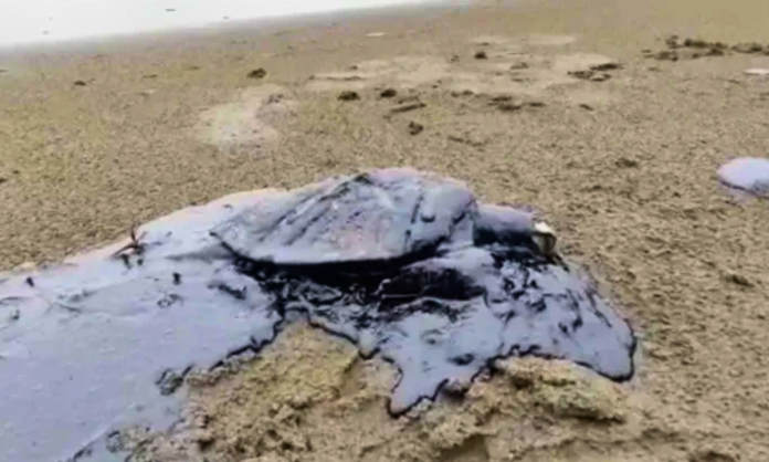 Hallan tortuga muerta y cubierta de petróleo en la playa de Coatzacoalcos