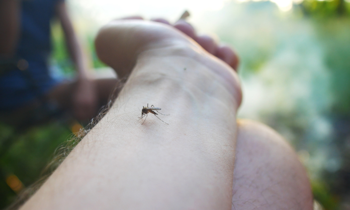 Reducen los casos y las defunciones por dengue en Sonora