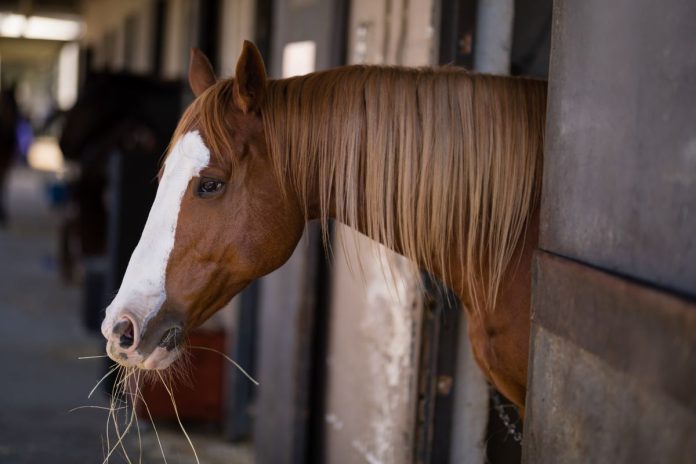 Alerta en Argentina por virus que afecta a equinos y humanos