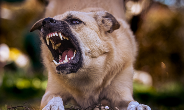 Alistan app para el registro de mascotas “agresivas” en Hermosillo