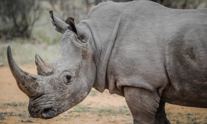 Aumenta la caza furtiva de rinocerontes en Sudáfrica