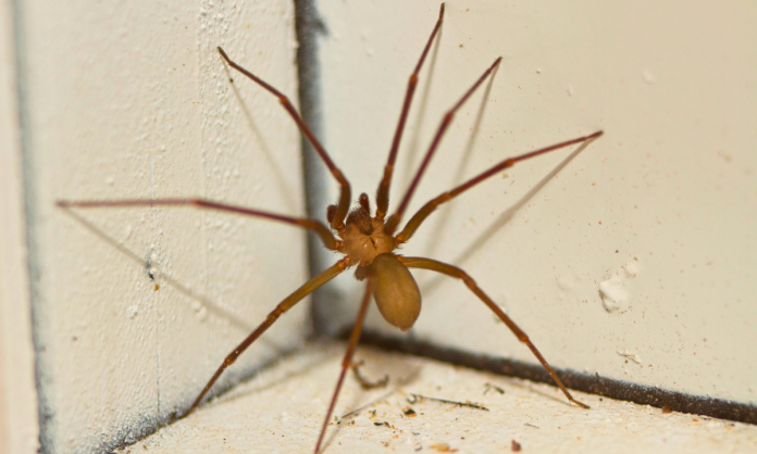 araña violinista