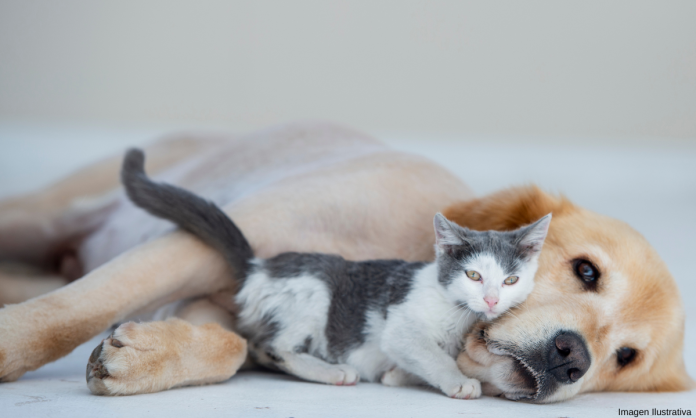 Cerca de 500 mil perros y gatos son abandonados al año en México