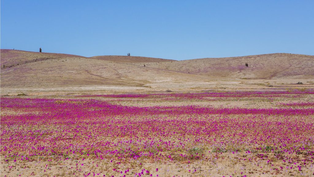 EL desierto de Atacama se cubre de flores