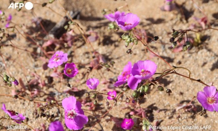 EL desierto de Atacama se cubre de flores